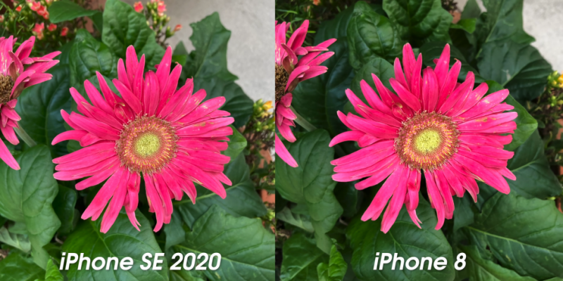 Сравнение камер iPhone SE (2020) и iPhone 8. Где круче?