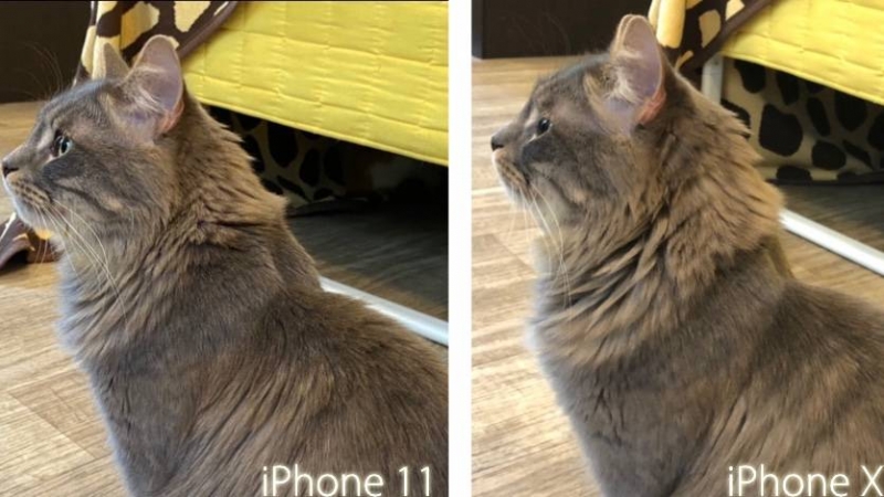 Сравнил фото котиков на iPhone X и iPhone 11. Сильно удивлён!